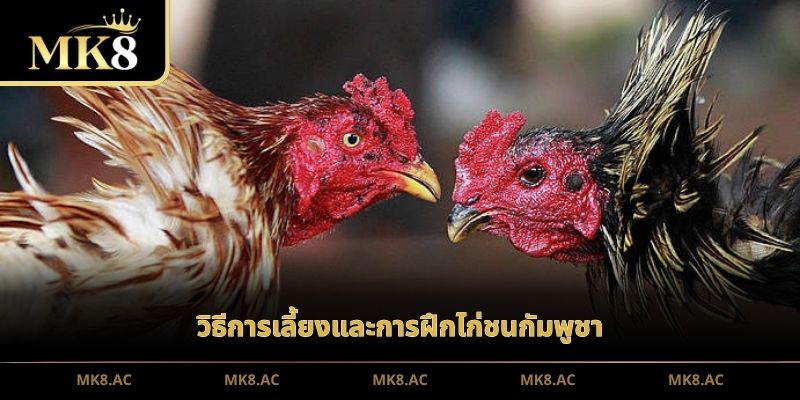 วิธีการเลี้ยงและการฝึกไก่ชนกัมพูชา